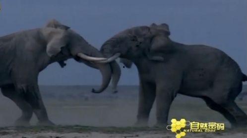 电视剧大象在线观看,揭秘网络剧背后的精彩故事 第1张 电视剧大象在线观看,揭秘网络剧背后的精彩故事 第1张